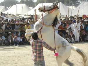 The Indigenous Horse of India Needs help to Survive!