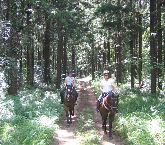 Traditional Riding Trails To Be Re-opened In Select National  Parks And Forests Across Qld