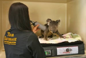 Chaddie the Koala meets Equissage the CVT Animal Therapy!