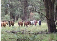 The Guy Fawkes Heritage Horse Association