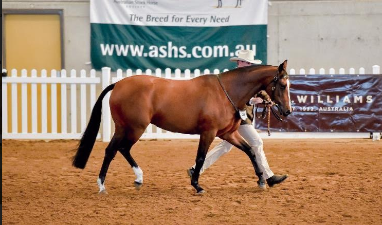 The Australian Stock Horse Society | equinenews.com.au